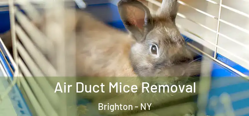 Air Duct Mice Removal Brighton - NY